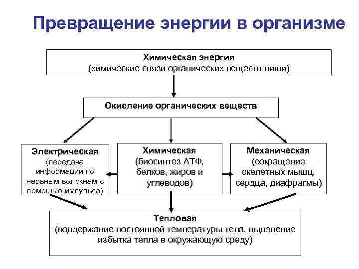 Обмен веществ и превращение. Превращение веществ и энергии в организме человека. Превращение энергии в организме. Схема превращения энергии в организме. Схема превращений различных видов энергии в организме.