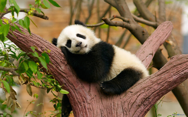 Факты о животных.