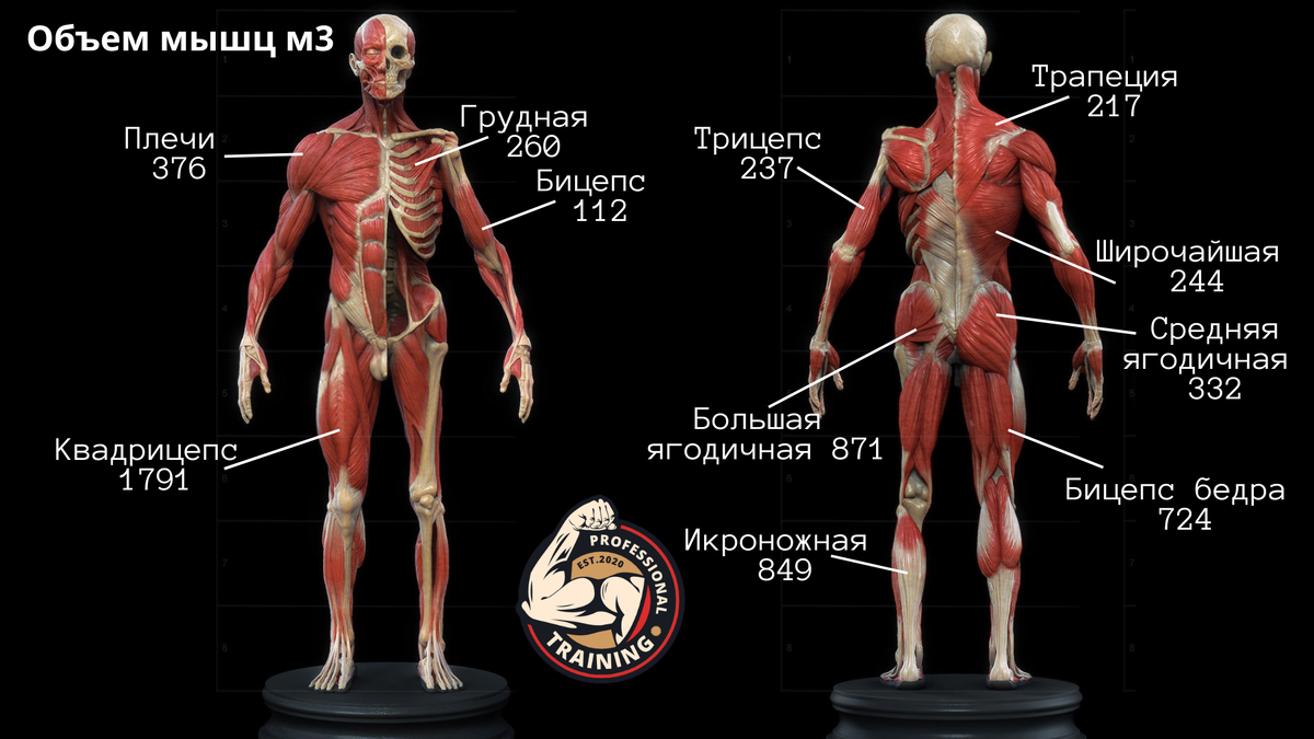Важно знато: Какие мышцы самые большие, а какие самые маленькие | PRO  TRAINING | Дзен