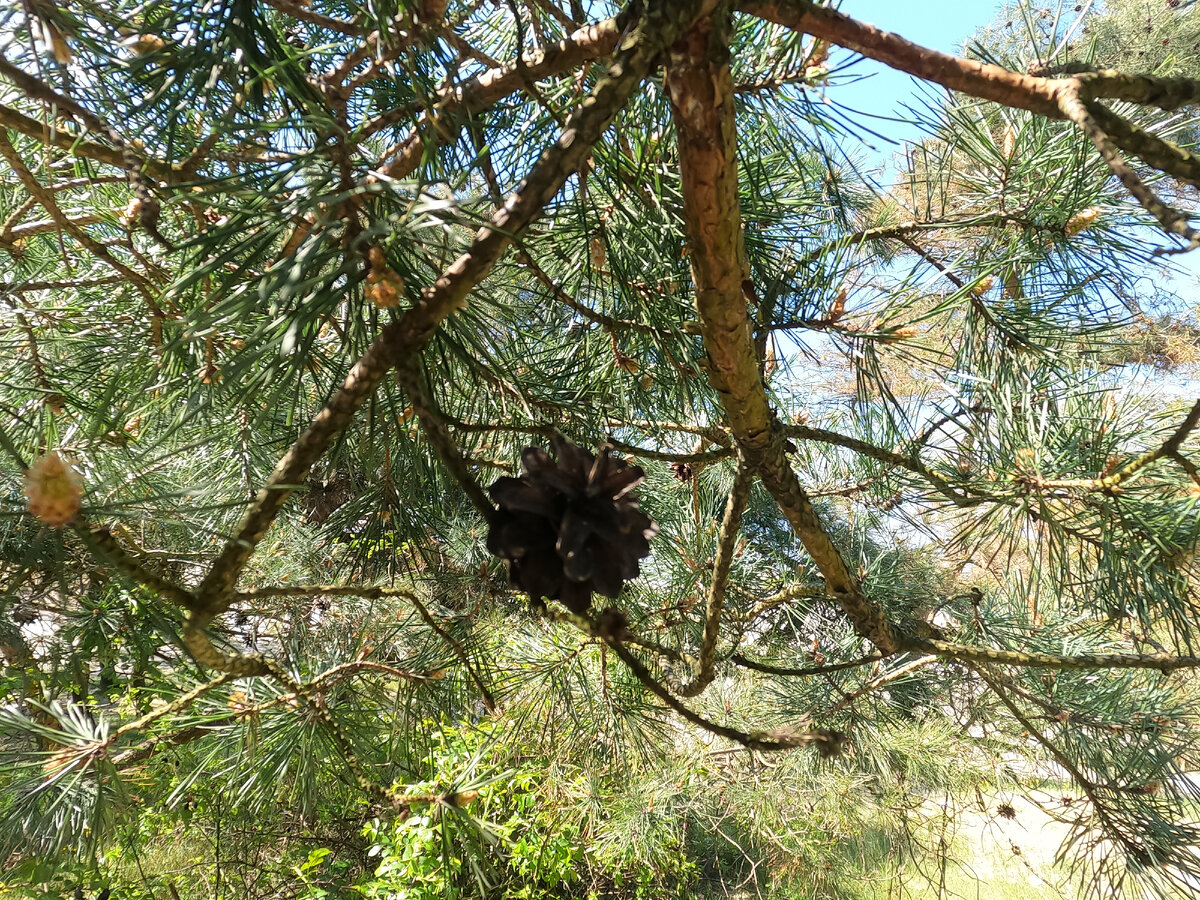 Как зарабатывали в СССР на ягоде облепихи