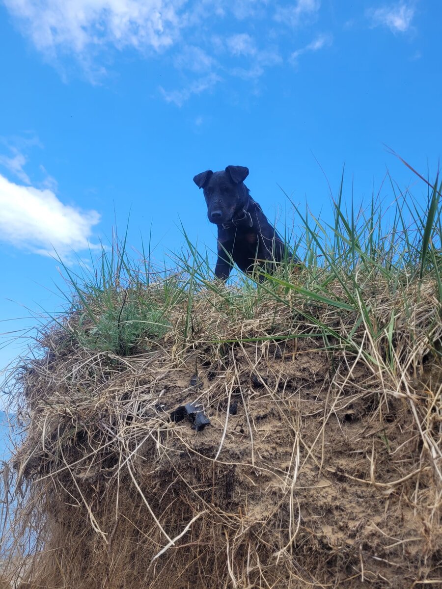 Папин помощник 😄