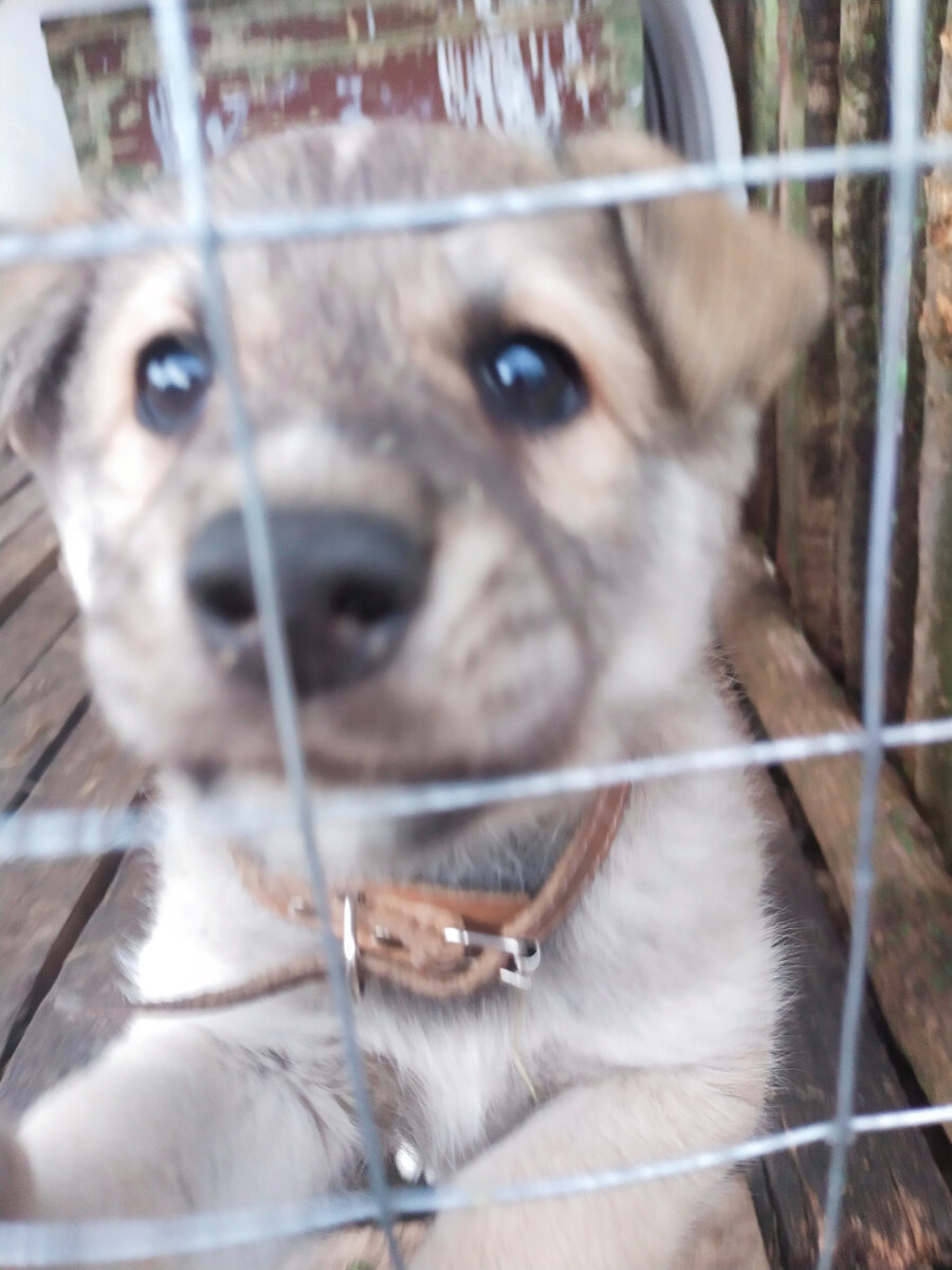 Лакусь Кусь кусь ♥️🐶🐾