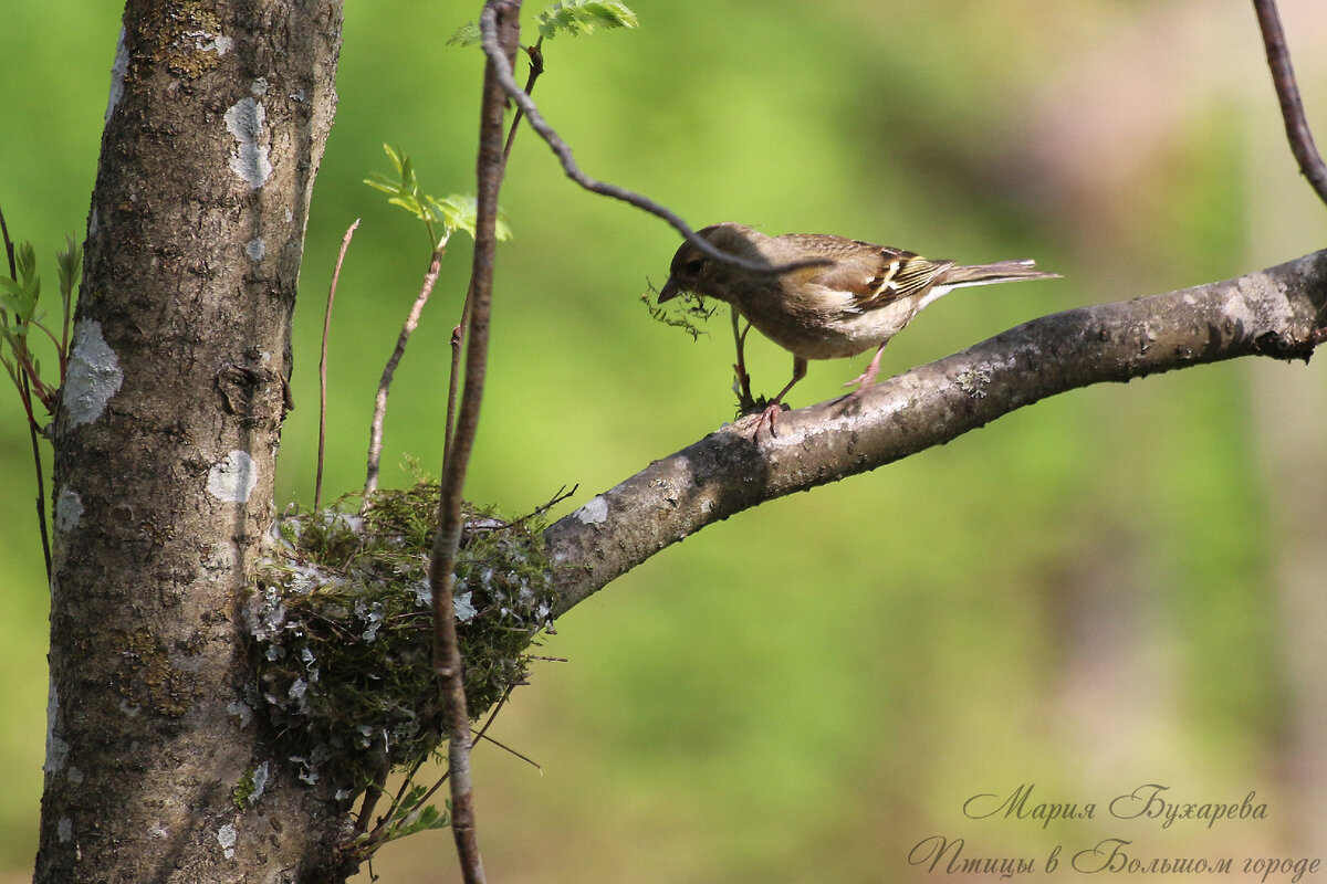 Самка зяблика, Петергоф