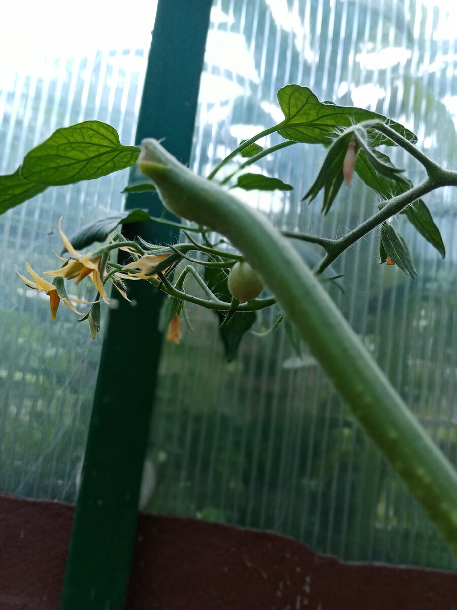 Вот он, милаха. 