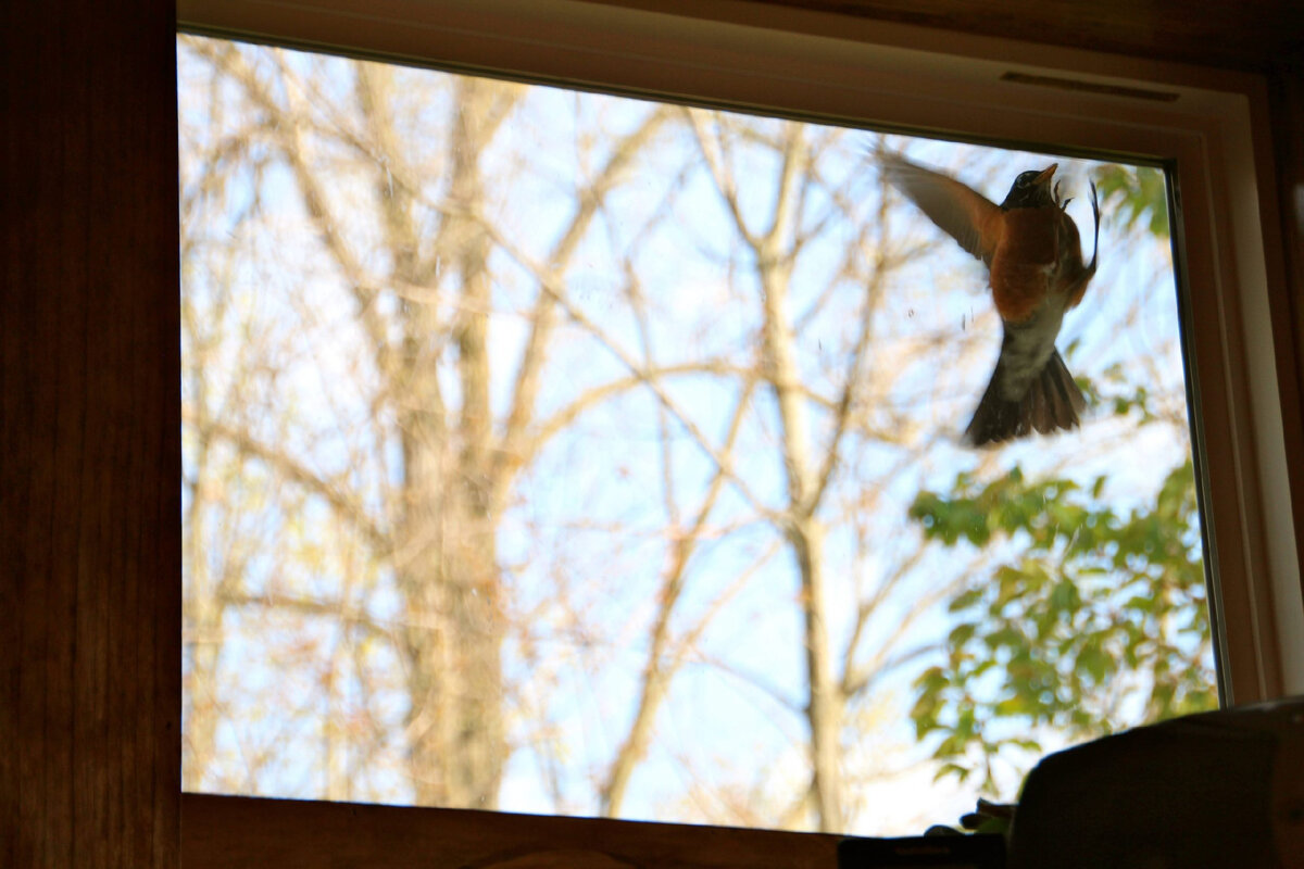Птицы на окна