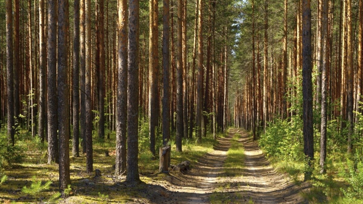 Фото бор. Лес. Пенза,Сосновый Бор. Золотарёвский Сосновый Бор. Сосновый Бор Балаково. Сосновый лес Липецк.