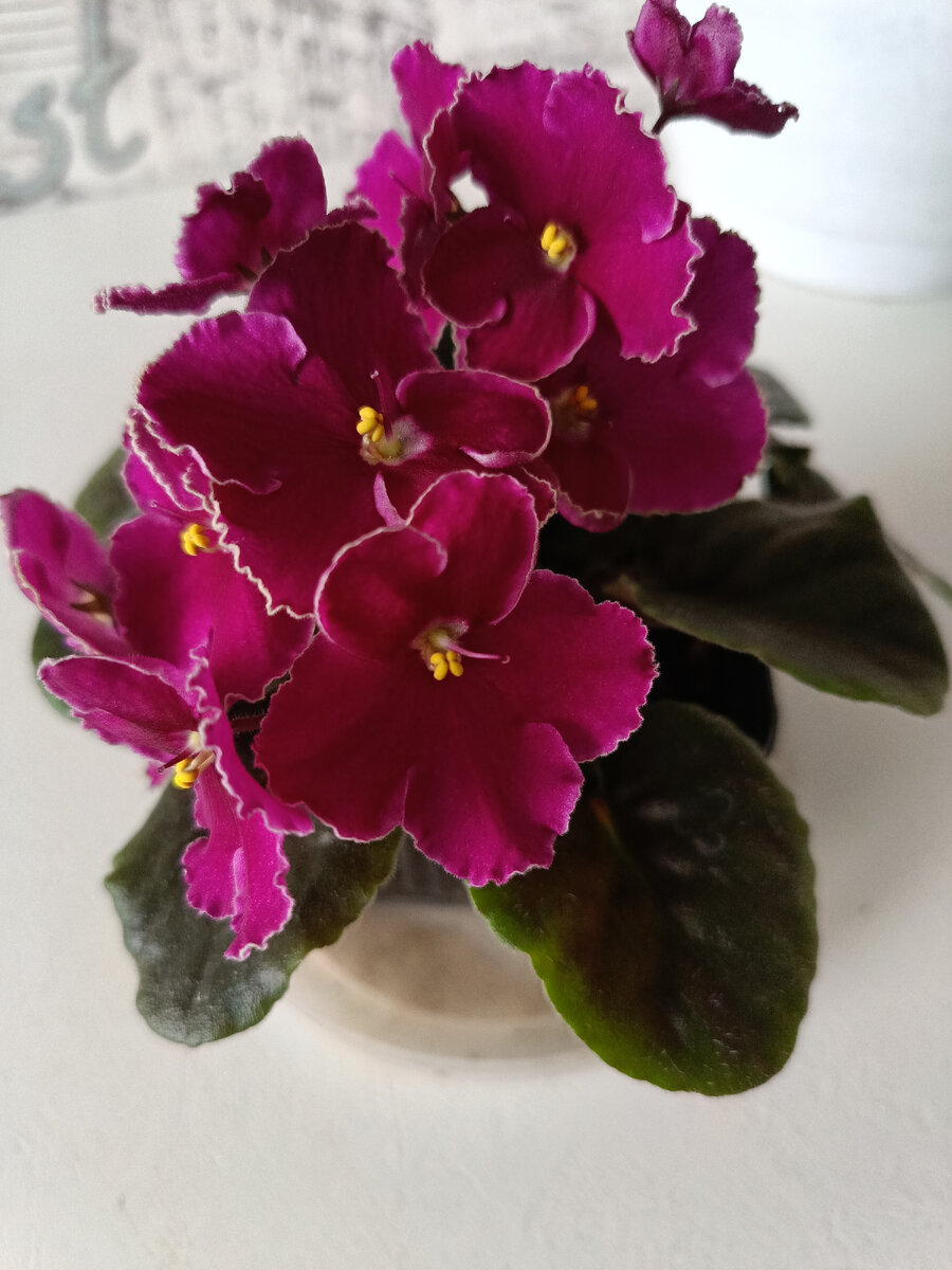 Фото автора статьи. Очень уж нравится мне эта фиалочка. 