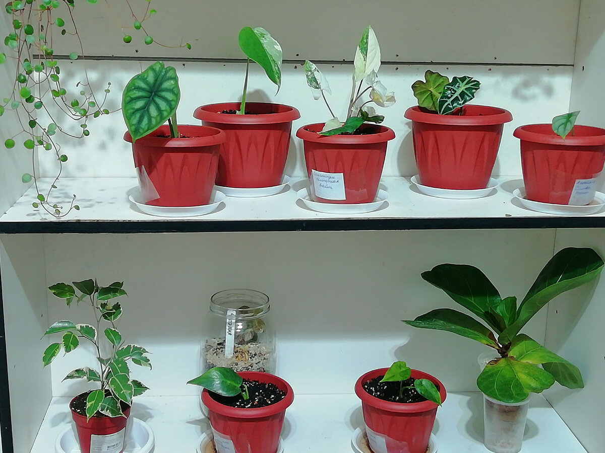 Урок технологии 6 класс комнатные растения в интерьере
