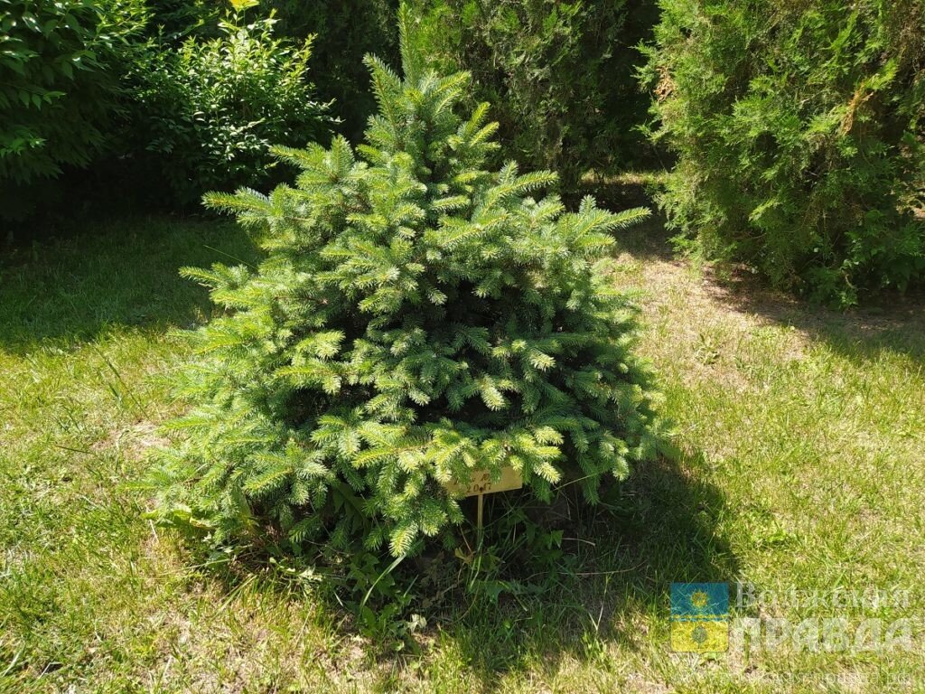 При должном уходе в нашей климатической зоне хорошо чувствуют себя хвойные деревья📷    Сумах и катальпа, скумпия и тамариск: какие деревья лучше всего будут расти в Волжском, рассказал ученый
