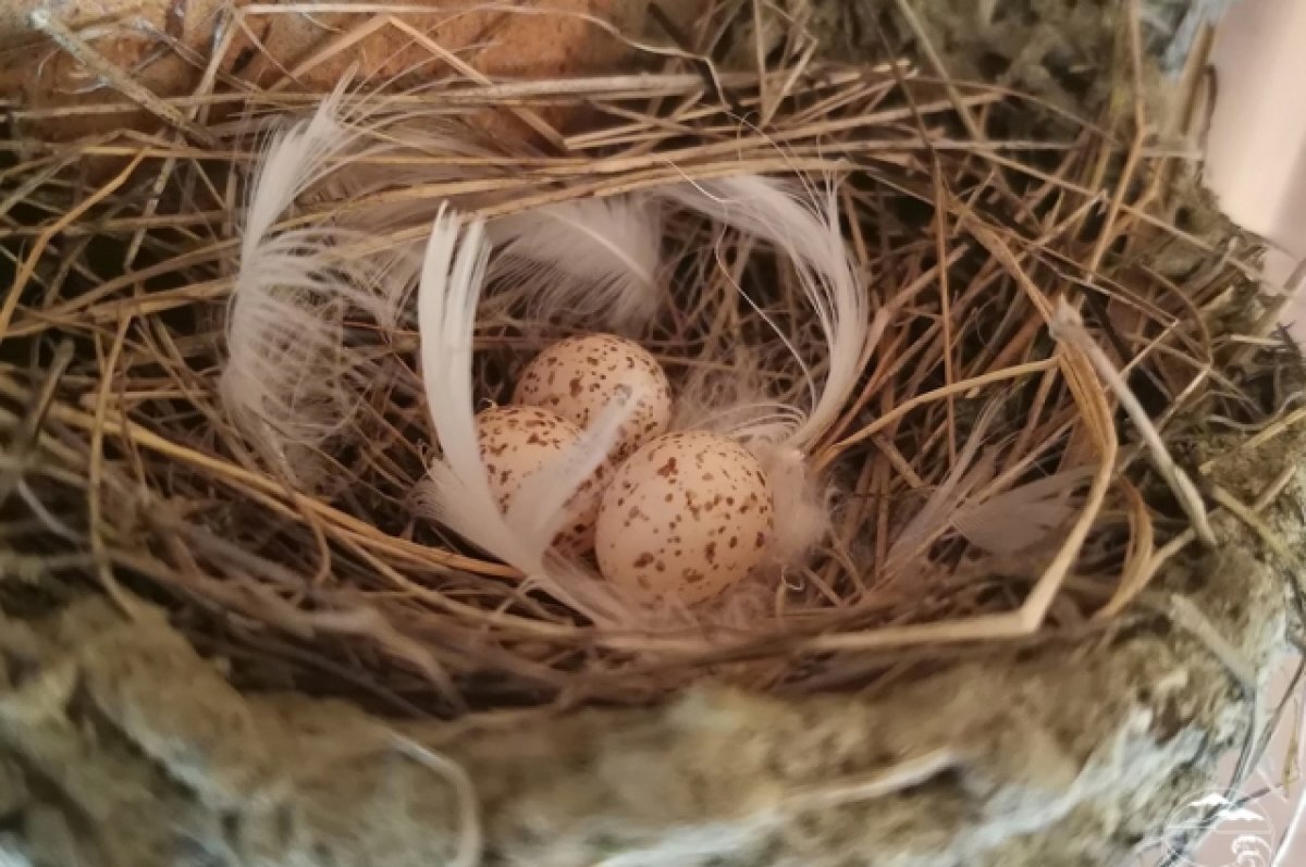    Деревенские ласточки появились в заповеднике Хабаровского края