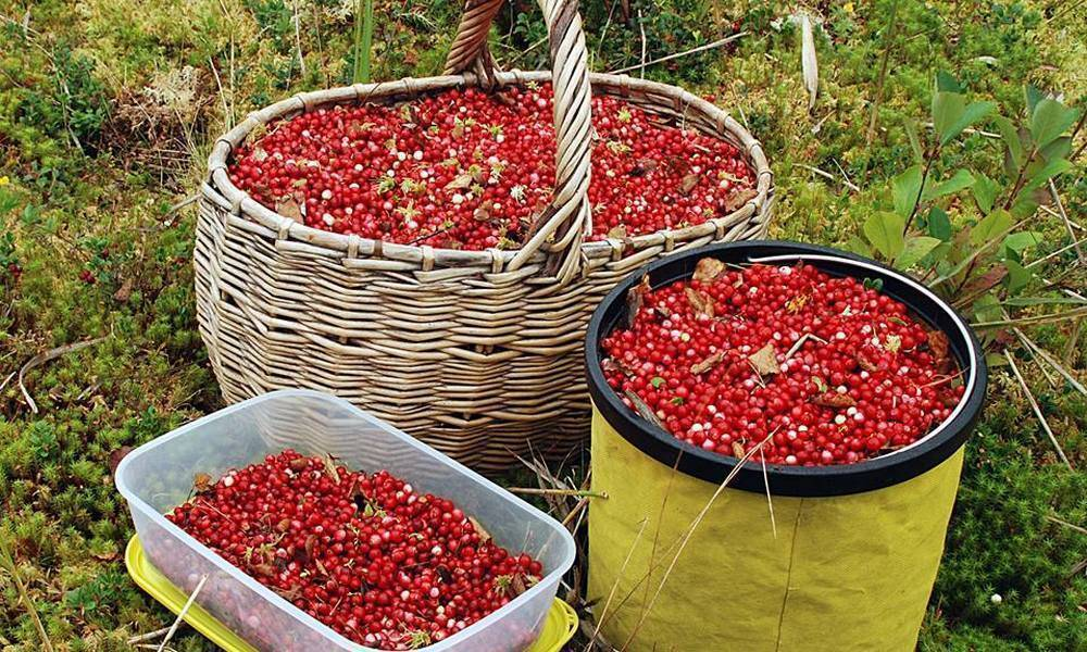 яндекс картинки. Пайва с  клюквой