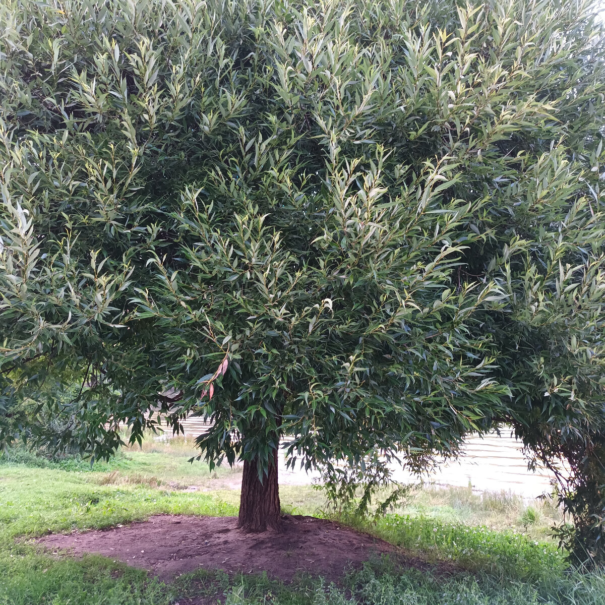 Вот такое интересное широкое дерово растет у пруда. Платан  или ива?