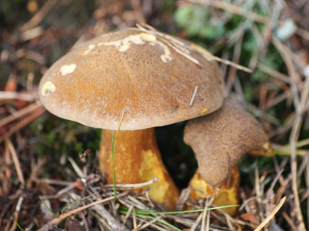 Козляк (решетник). Фото: чудогрядка.рф