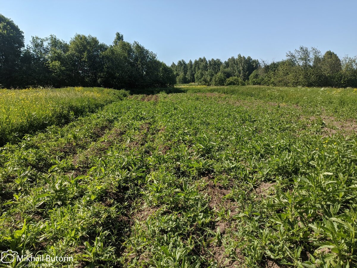 Картофельное поле до начала работ.