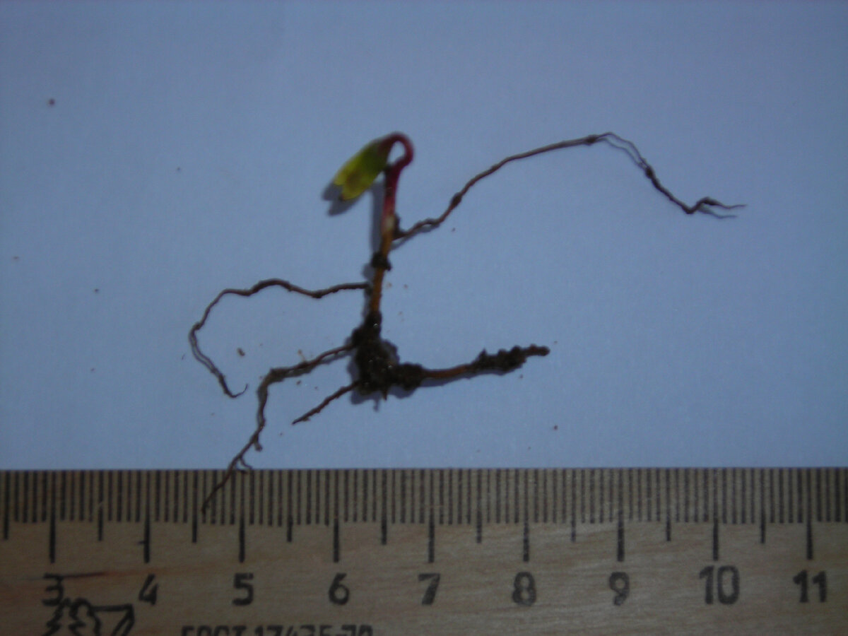 Сеянец калины. Хорошо развитая корневая система и слаборазвитая надземная часть