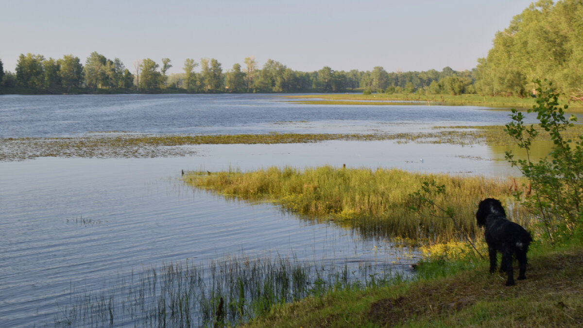 Если можно, то лучше устраивать две или даже три привады, недалеко друг от друга. Это делается для того, чтобы, поймав несколько рыб, можно было продолжать ловлю на другом месте.

