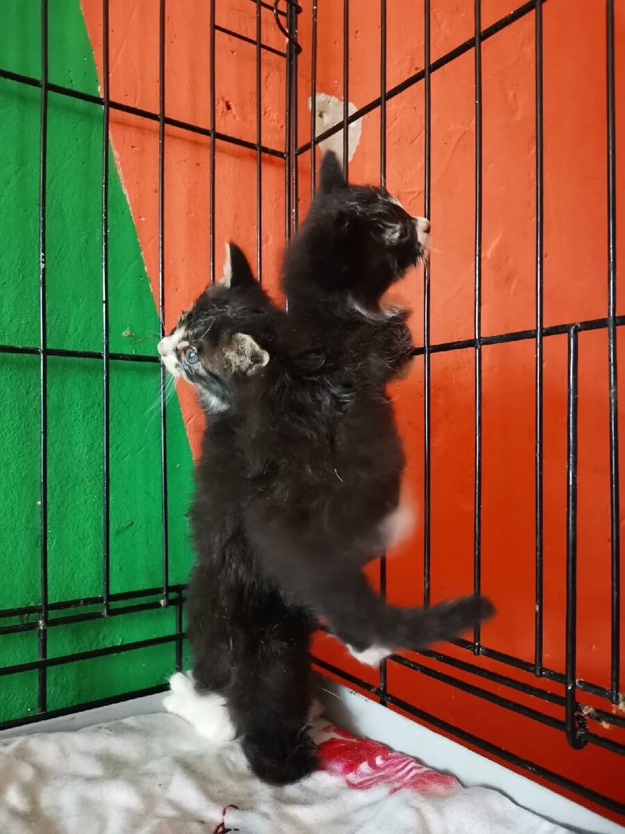 Мартын и Раиса - малыши питерских дворов