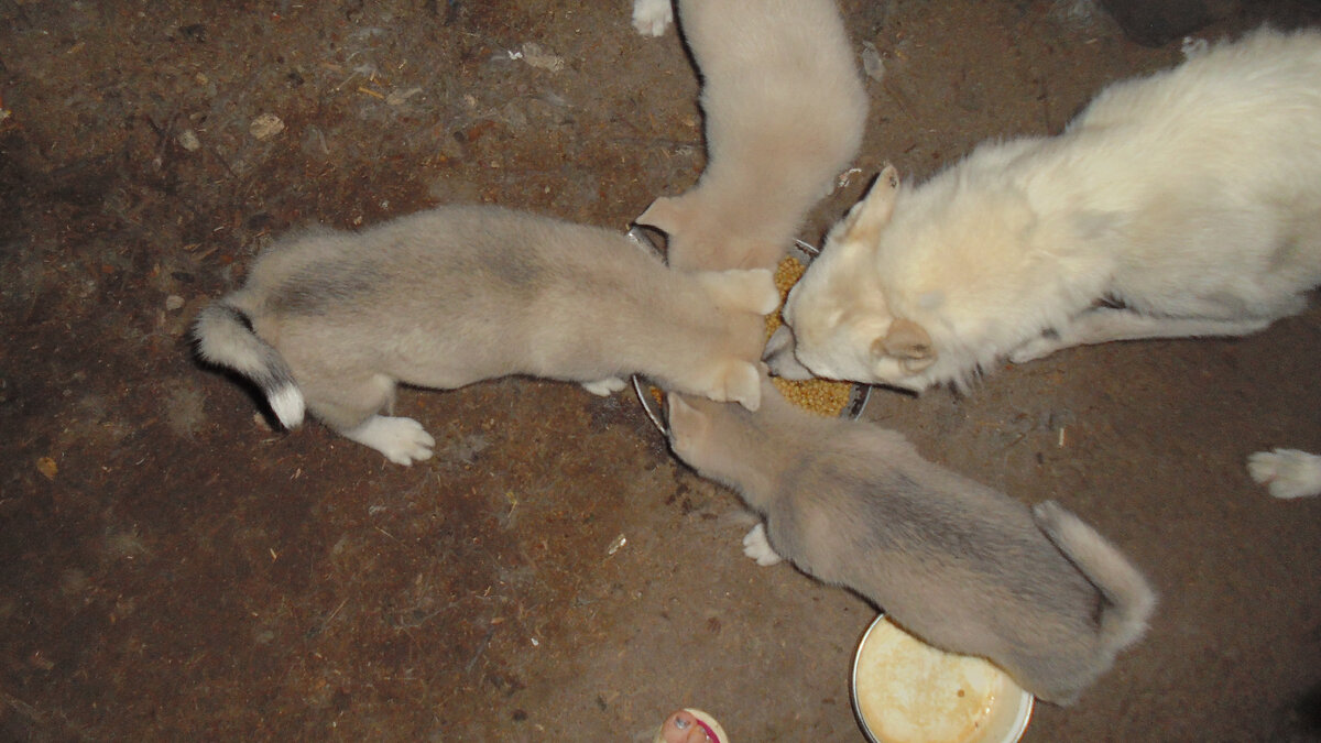 Массово не значит все вместе и в одном направлении. Массово, значит одновременно. Фото автора