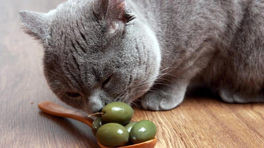 Моя прелесть! - у котов. - Едят ли кошки оливки?