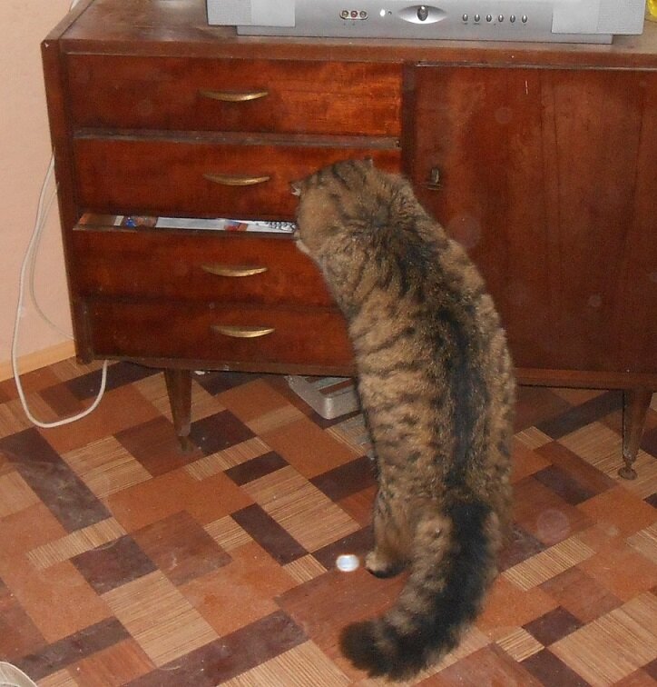 - У Боливара всё по контролем. Даже мебельные ящики проверяет.