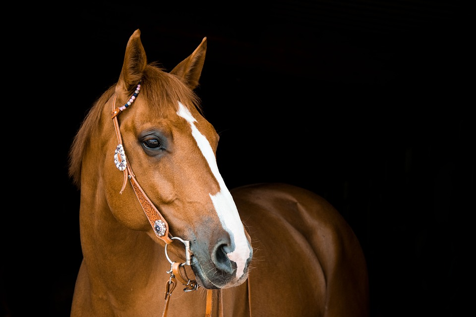 https://cdn.pixabay.com/photo/2018/05/11/11/11/horse-3390256_960_720.jpg