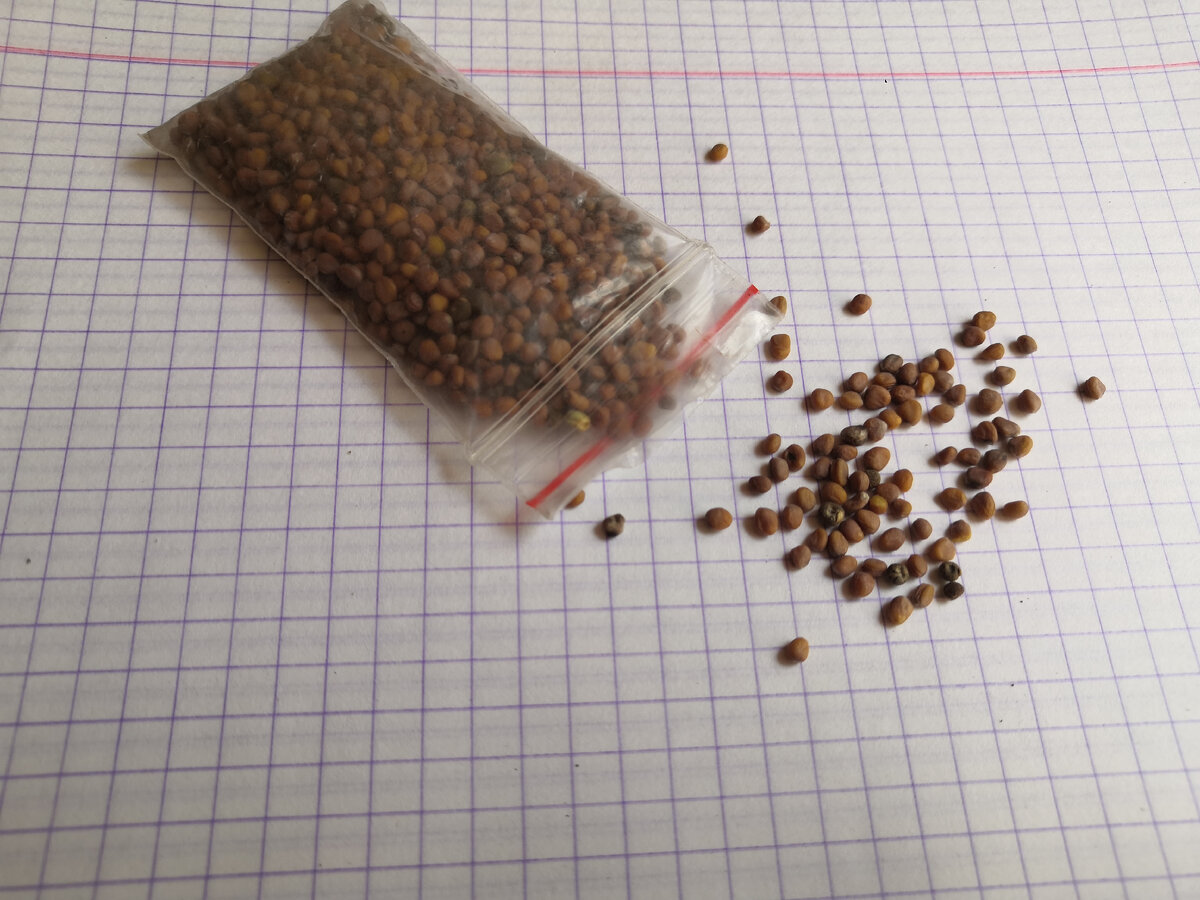 семена редиса.