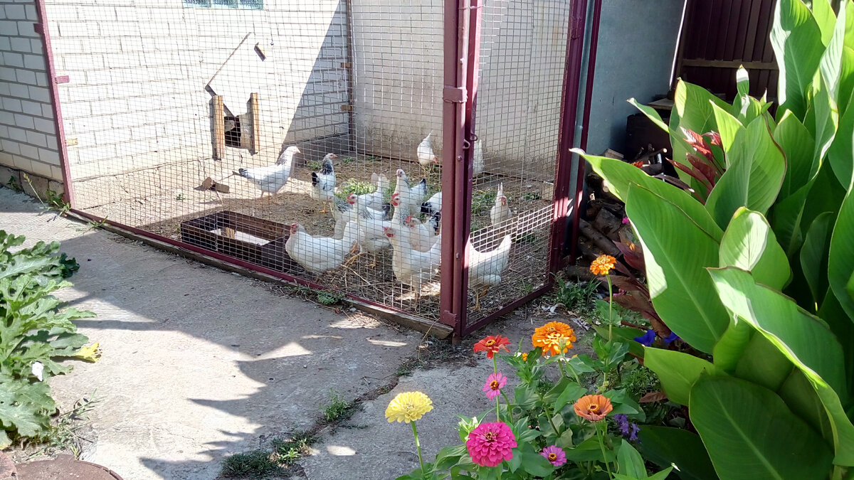 Утро в нашем дворе