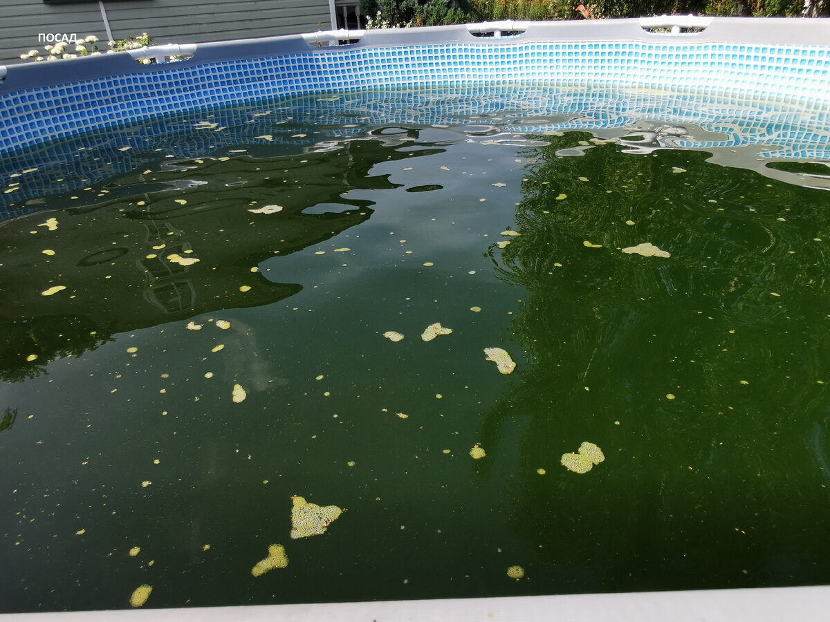 Бассейн за время нашего отсутствия совсем зацвёл.