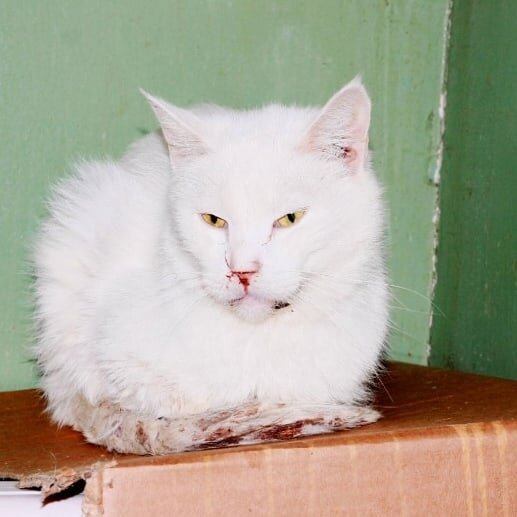 Первая встреча со Снежком. 2015г