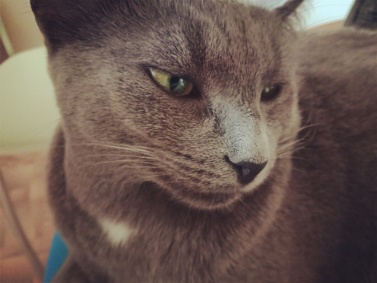 Не слезу,срока не перестанет ругаться