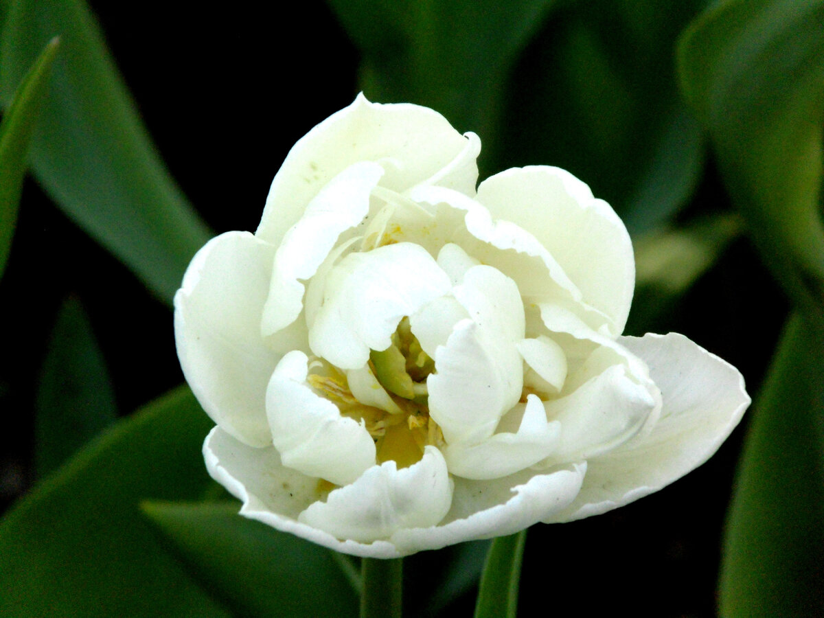 Елагин остров. Фото автора