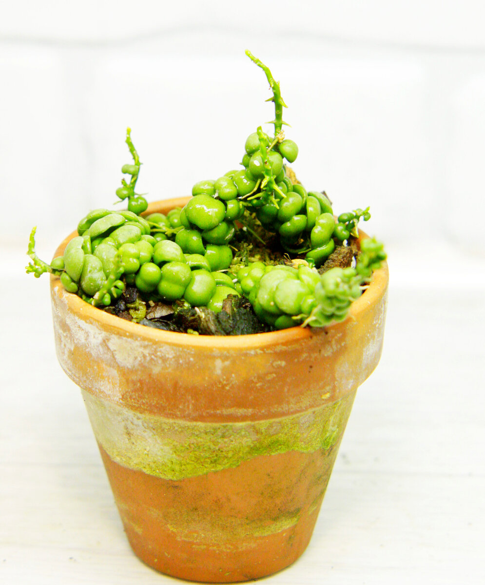 Дисхидия "Dragon Jade" фото автора @masteritayaplants