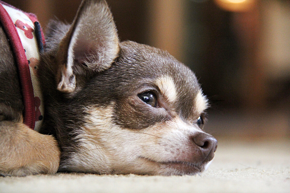 10 поступков хозяина, которые вызовут у собаки обиду и негодование ...