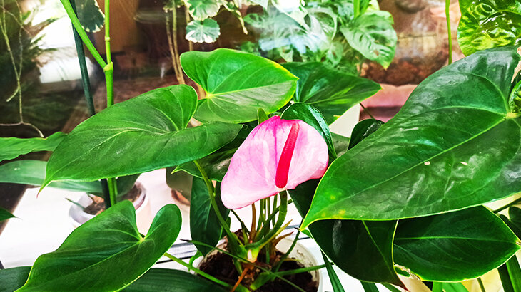 Антуриум - ярчайший представитель семейства ароидные. Фото автора