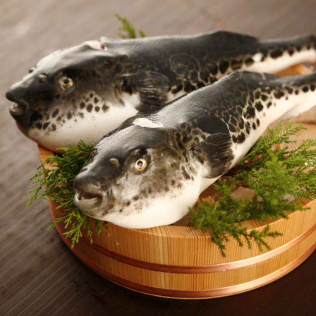Несъедобная еда. Рыба фугу. Ядовитая рыба фугу. Японская ядовитая рыба фугу. Рыба Пуффер.
