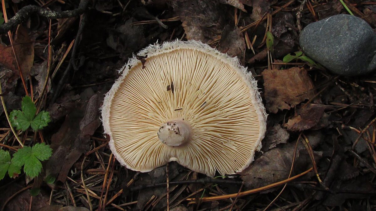 Так вообще на какой-от щелелистник похожа, правда? (фото Игоря Крома)