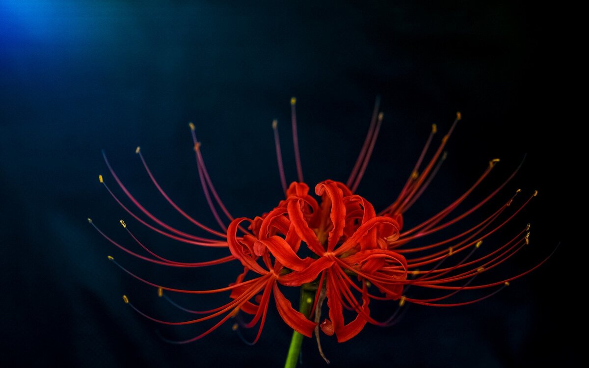 Фотография цветка Ликорис (лат. Lycoris) 