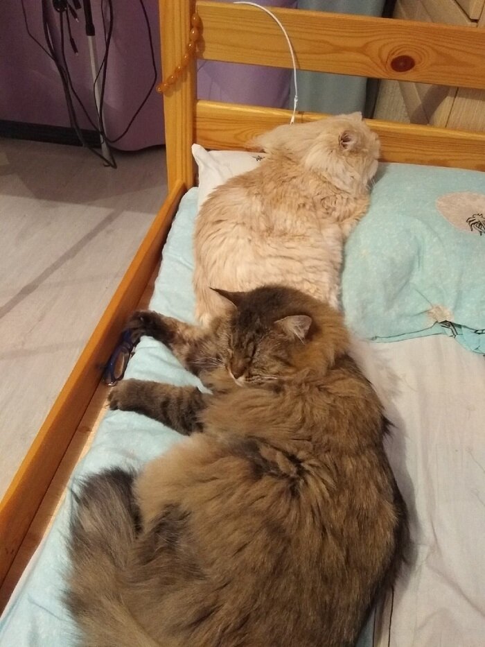 Просто фото моих обормотиков для красоты))