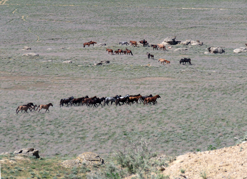 Адай-ата. Откуда пришло самое непокорное племя казахов? | Субъективный ...
