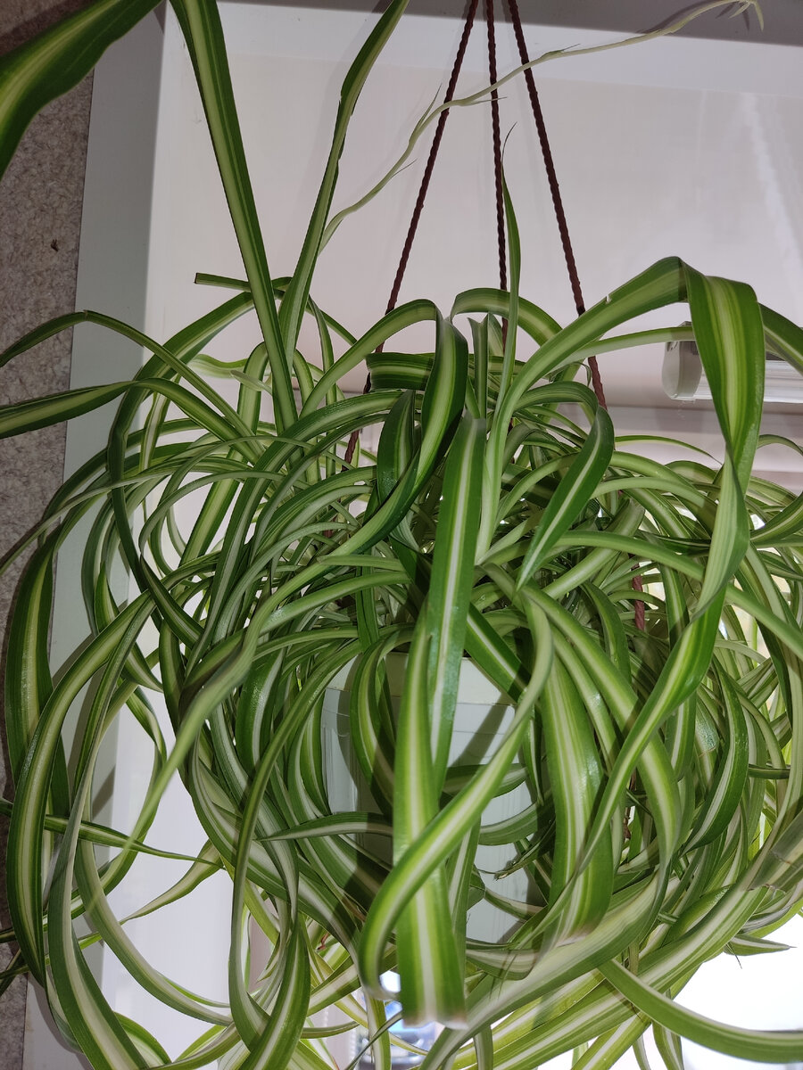 Скоро будут новые растюхи, цветонос уже подрос. 