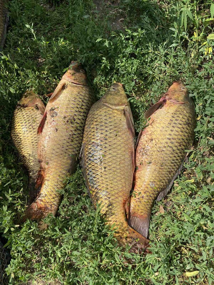 Ноябрьский карп — есть ли шанс?
Ноябрь — это поистине самое малоприятное и безрыбное в плане карповой ловли время.
Поплавочные снасти нужно отложить, так как первые заморозки очень сильно остужают прибрежные воды.
В ноябрьские дни основной уклон нужно делать именно на фидерную ловлю. Успешно ловить в это время можно лишь на глубине и с помощью подбора правильных снастей и прикормок, а также наживок.
Рыба в это время уже заканчивает с поисками пищи и плавно переходит к участкам, которые были подготовлены ей для зимовки. Карпа в это время можно вылавливать именно из таких ям или на границе свалов.
Там рыба куда комфортней себя чувствует и вполне может быть заинтересована ненавязчивой приманкой.
Также усатого красавца можно искать и на реках с усиленным течением. До ноября этот вариант особо не рассматривался, потому что течение значительно охлаждает воды водоема.
В ноябре карп углубляется и поверхностные холодные потоки воды ему не особо страшны. Стоит особое внимание при ловле обращать на участки водоема глубиной не менее 5 метров.        В данном случае, когда речь идет о ловле осеннего карпа, рекомендуется использовать плетеную нить диаметром от 0,15 до 0,2 мм и длиной около 50 метров. Это очень бойкая рыба, поэтому снасть нужно выбирать наиболее крепкую.
В качестве груза можно использовать стандартный груз из свинца весом от 40 до 100 грамм. Крючки лучше выбирать карповые, с укороченным цевьем.
Они довольно прочны и также наиболее удобны для использования растительных наживок. Также стоит обратить внимание и на оснащение донки кормушкой.
Конечно, кормушка в качестве основы оснастки будет более уместна для фидера, но и донкой можно успешно совершать забросы к кормушкой.Какие снасти, приманки и наживки применяют к осеннему карпу?
При ловле осеннего карпа нужно особый акцент сделать на подготовку и выбор нужной снасти. Есть довольно большое количество эффективных оснасток, наживок и прикормок для ловли как на течении, так и на стоячей воде. Рассмотрим основные и универсальные из них.
Ловля на донку
Ловля карпа на донку в осеннее время бывает особо продуктивна. К тому же донка — это простейшая снасть, которую по силам изготовить каждому. Для этого нужна лишь монолеска или плетенка с оснасткой, а также мотовило в виде держателя и сигнализатор. В качестве прикормки подойдет сваренная перловка с добавлением растительного масла и семечек. Для большей густоты можно подмешать муки или глины с измельченными червями. Также если донка все же оснащена грузом, то можно подкармливать место и с помощью ручного заброса корма в водоем.
Но для этого нужно ловить на относительно небольшой дистанции. Шарики с кормом могут в основном пролететь 15-30 метров. Поэтому, если дальность заброса превышает это расстояние, лучше пользоваться кормушкой. В качестве наживки можно использовать животную пищу в виде червя, крупного опарыша, кузнечика или комбинировать их с растительными насадками, делая бутерброд. Хорошо осенью карп клюет на горох, кукурузу, перловку.