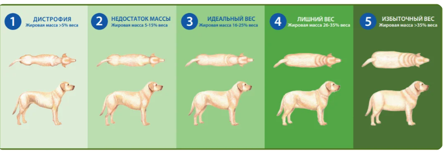 Ожирение у собак – причины появления и что делать