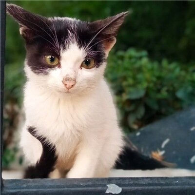 Просто греческий котёнок