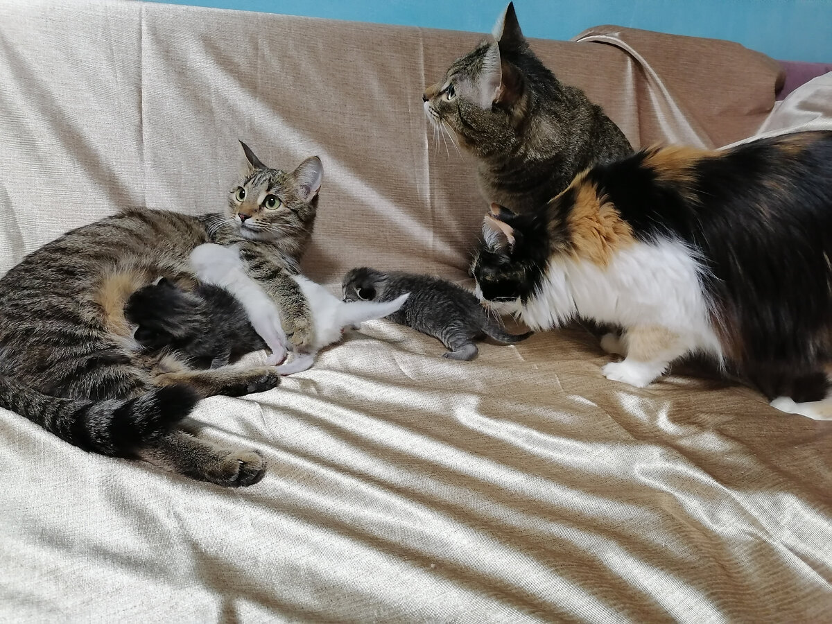 Беспородные котята