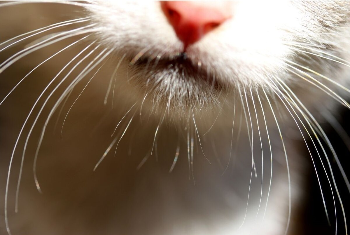 Почему у кошек белые усы? | Афина | Дзен