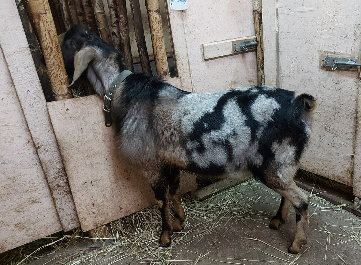 Пегас, конечно, к зиме подготовился, но мороз-морозу рознь