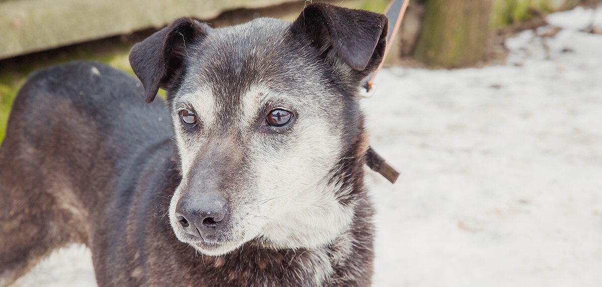 Зима сменяет лето... А Шейла по-прежнему в приюте...