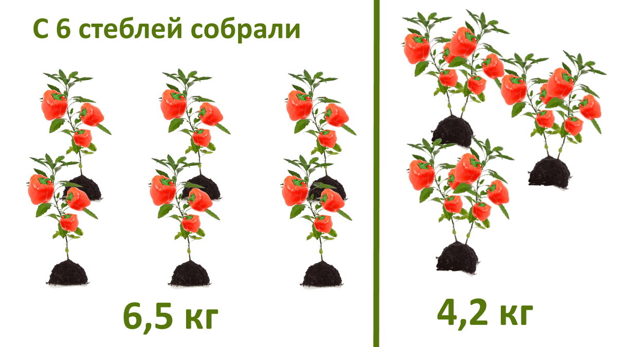 Схема посадки перца по 2 в лунку