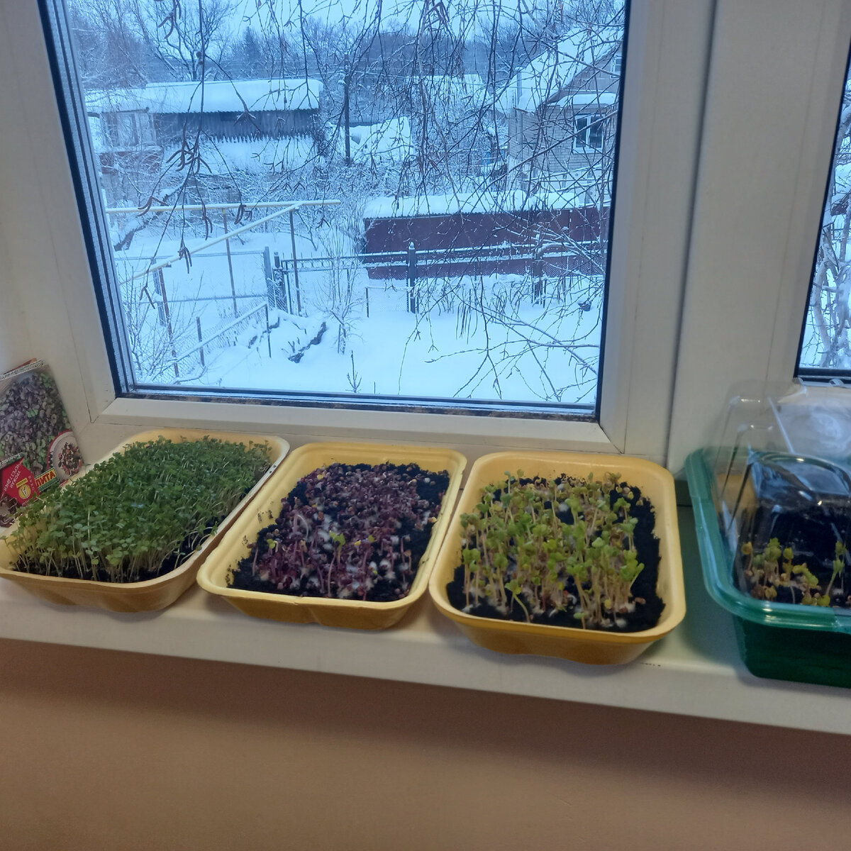 Рукола и редис взошли густым лесом