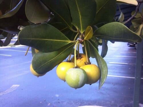 Самые ядовитые яблоки в мире.